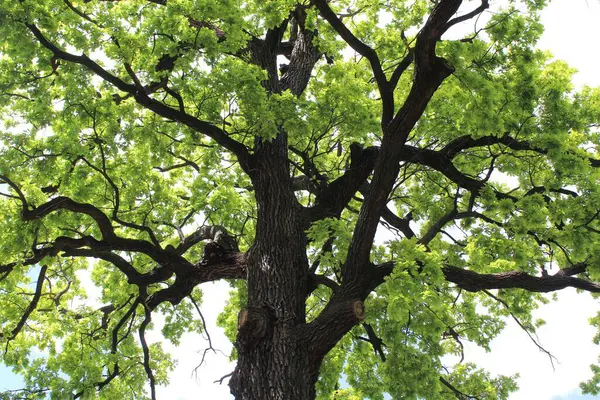 Güzel yeşil meşe ağacı ve mavi gökyüzü