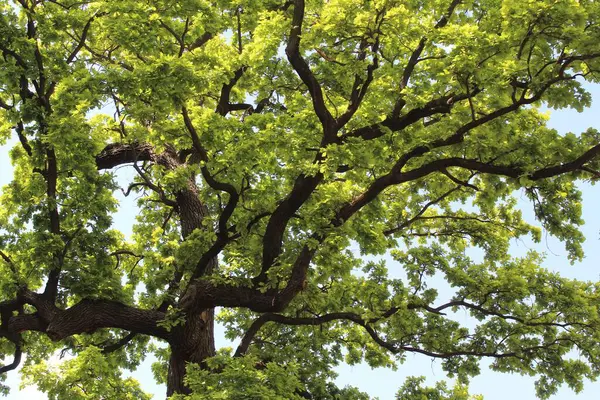 Güzel yeşil meşe ağacı ve mavi gökyüzü