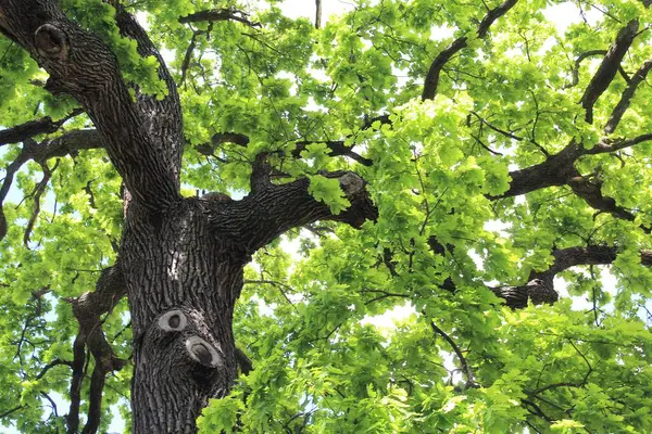 Güzel yeşil meşe ağacı ve mavi gökyüzü