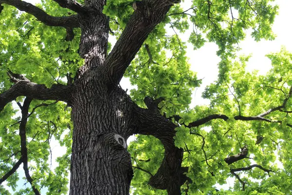 Güzel yeşil meşe ağacı ve mavi gökyüzü