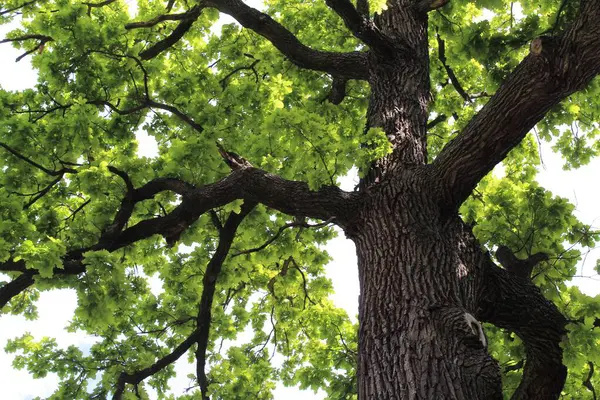 Güzel yeşil meşe ağacı ve mavi gökyüzü