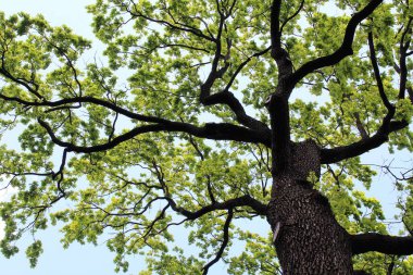 Meşe ağacı, yeşil bahar yaprakları ilkbaharda bir meşe ağacında çiçek açıyor ve mavi gökyüzü, ormandaki yeşil ağaç