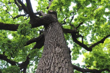 Meşe ağacı, yeşil bahar yaprakları ilkbaharda bir meşe ağacında çiçek açıyor ve mavi gökyüzü, ormandaki yeşil ağaç