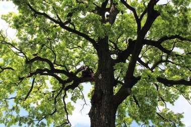 Meşe ağacı, yeşil bahar yaprakları ilkbaharda bir meşe ağacında çiçek açıyor ve mavi gökyüzü, ormandaki yeşil ağaç