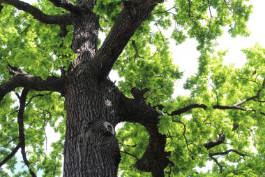 Meşe ağacı, yeşil bahar yaprakları ilkbaharda bir meşe ağacında çiçek açıyor ve mavi gökyüzü, ormandaki yeşil ağaç