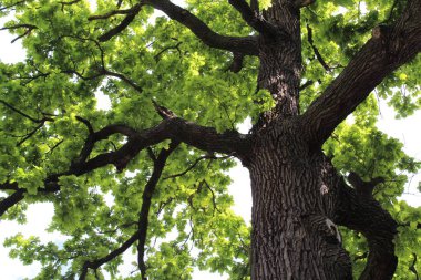 Meşe ağacı, yeşil bahar yaprakları ilkbaharda bir meşe ağacında çiçek açıyor ve mavi gökyüzü, ormandaki yeşil ağaç