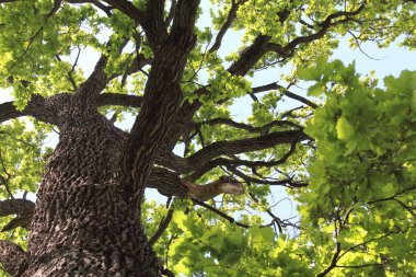 Meşe ağacı, yeşil bahar yaprakları ilkbaharda bir meşe ağacında çiçek açıyor ve mavi gökyüzü, ormandaki yeşil ağaç