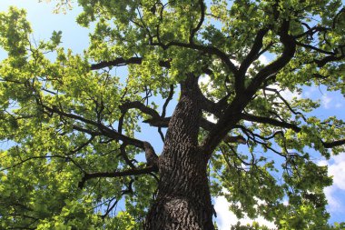 Meşe ağacı, yeşil bahar yaprakları ilkbaharda bir meşe ağacında çiçek açıyor ve mavi gökyüzü, ormandaki yeşil ağaç