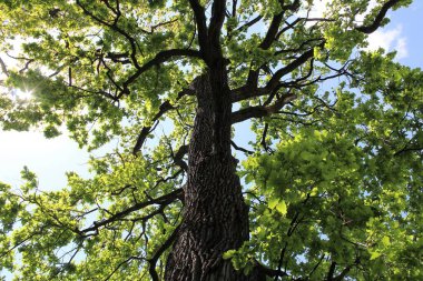 Meşe ağacı, yeşil bahar yaprakları ilkbaharda bir meşe ağacında çiçek açıyor ve mavi gökyüzü, ormandaki yeşil ağaç
