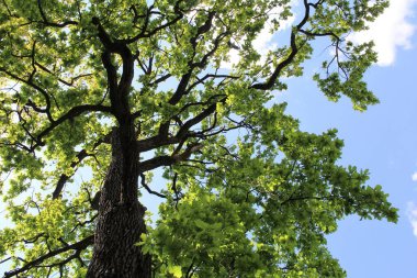 Meşe ağacı, yeşil bahar yaprakları ilkbaharda bir meşe ağacında çiçek açıyor ve mavi gökyüzü, ormandaki yeşil ağaç