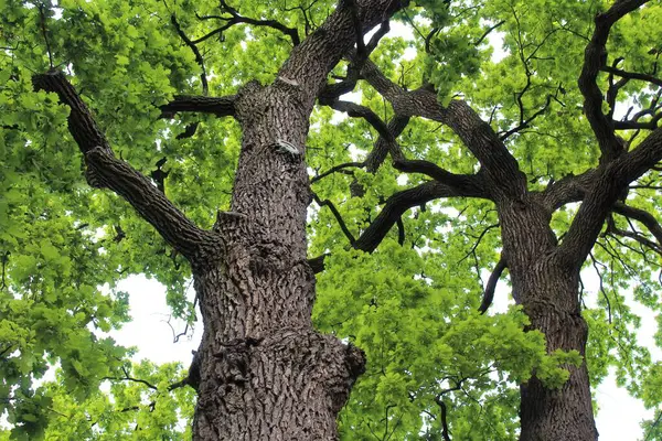Meşe ağacı, yeşil bahar yaprakları ilkbaharda bir meşe ağacında çiçek açıyor ve mavi gökyüzü, ormandaki yeşil ağaç