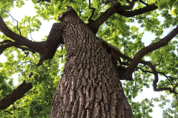 Meşe ağacı, yeşil bahar yaprakları ilkbaharda bir meşe ağacında çiçek açıyor ve mavi gökyüzü, ormandaki yeşil ağaç