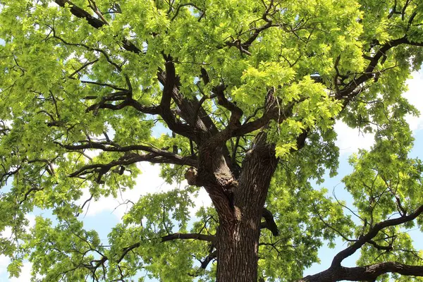 Meşe ağacı, yeşil bahar yaprakları ilkbaharda bir meşe ağacında çiçek açıyor ve mavi gökyüzü, ormandaki yeşil ağaç