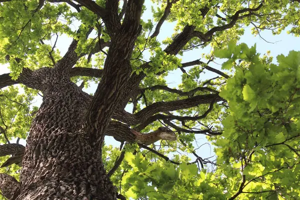 Meşe ağacı, yeşil bahar yaprakları ilkbaharda bir meşe ağacında çiçek açıyor ve mavi gökyüzü, ormandaki yeşil ağaç