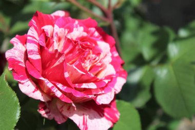 Bahçedeki güzel kırmızı gül