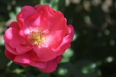 Bulanık yeşil arka planda güzel bir gül çiçeği