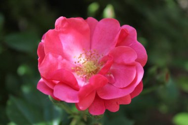 Bulanık yeşil arka planda güzel bir gül çiçeği