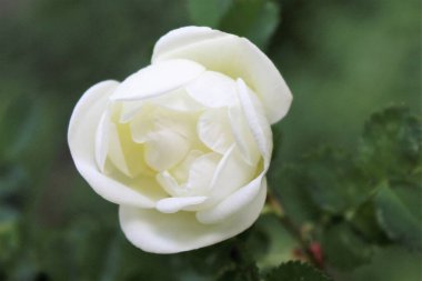 Bulanık yeşil arkaplanda izole edilmiş güzel bir gül.