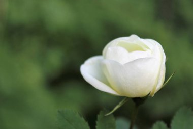 Bulanık yeşil arkaplanda izole edilmiş güzel bir gül.