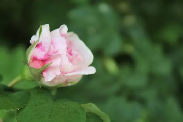 Bulanık yeşil arka planda güzel pembe gül goncası.