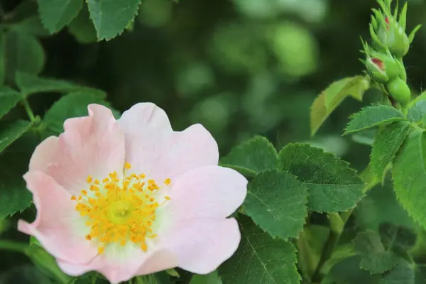Bulanık yeşil arka planda güzel bir gül çiçeği