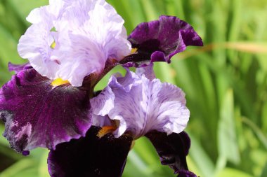 Bulanık arka planda güzel bir iris çiçeği.