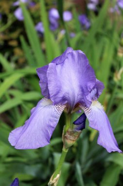 Bulanık arka planda güzel bir iris çiçeği.