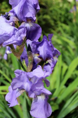 Bulanık arka planda güzel bir iris çiçeği.