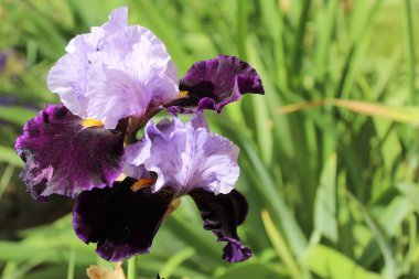 Bulanık arka planda güzel bir iris çiçeği.