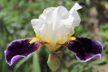 Bulanık arka planda güzel bir iris çiçeği.