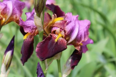 Bulanık arka planda güzel bir iris çiçeği.