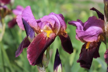 Bulanık arka planda güzel bir iris çiçeği.