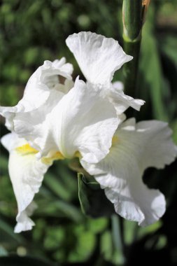 Bulanık arka planda güzel bir iris çiçeği.