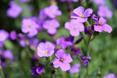 Bahçede güzel bahar çiçekleri