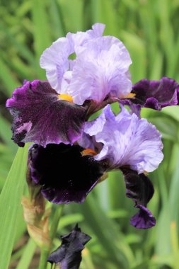 İris iris (lat. İris bahçededir.