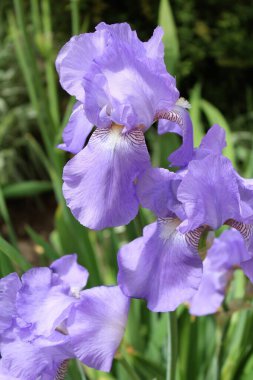 Bahçedeki iris çiçeği