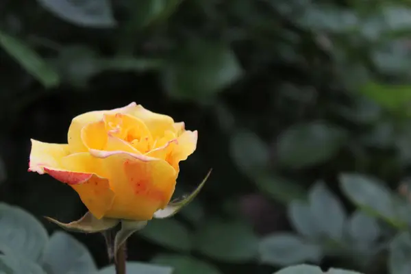 Bahçedeki güzel sarı gül