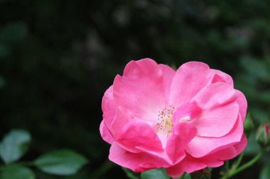 Bahçede güzel pembe bir gül