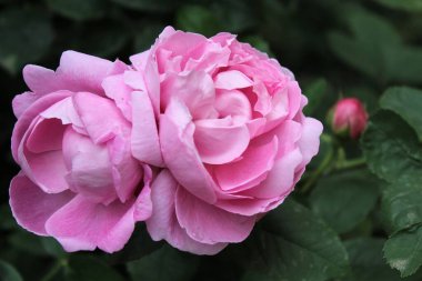 İnanılmaz çiçek açan gülü kapatın.