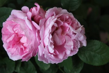 Bahçedeki güzel güller