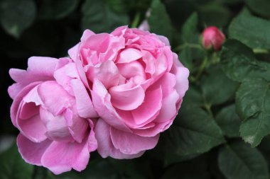 Bahçedeki güzel pembe çiçek