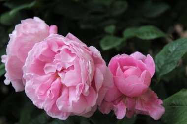 Bahçedeki güzel pembe güller