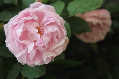 Bahçedeki pembe gülü kapat.