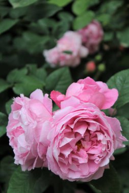 Bahçedeki güzel çiçekler