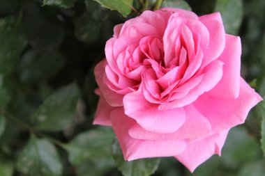 Bahçede güzel bir gül