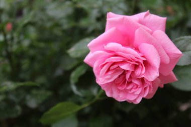 Bahçedeki güzel pembe güller