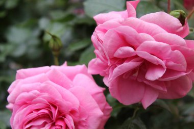 Bahçedeki güzel çiçekler