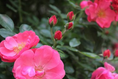 Bahçedeki güzel çiçekler