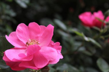 Güzel botanik fotoğrafı, doğal duvar kağıdı.