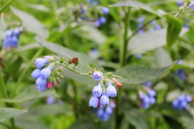 Yaz mevsiminde sebze bahçesi çiçekleri, güzel mor çiçeklerin manzarası.